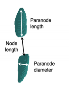 nodes